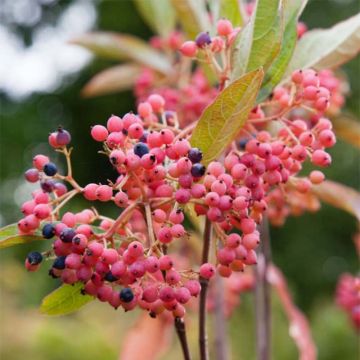 Viburnum nudum Pink Beauty - Viburno