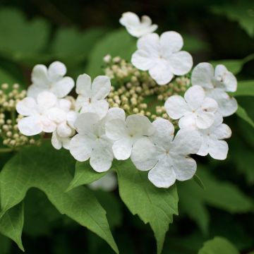 Viburnum opulus - Bola de nieve