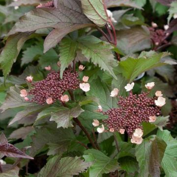 Viburnum sargentii Onondaga - Viburno