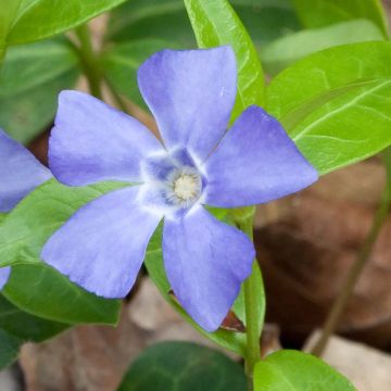 Vinca minor Marie