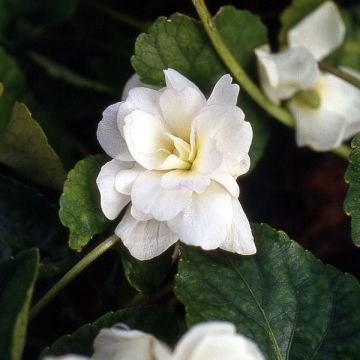 Viola odorata Reine Des Blanches - Violeta