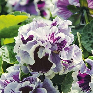 Viola Ruffles Purple White Rim - Violeta