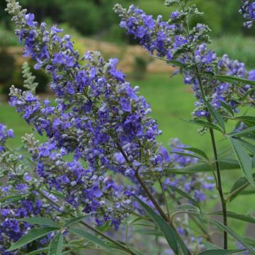 Vitex agnus-castus Delta Blues - Sauzgatillo