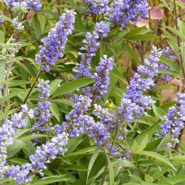 Vitex agnus-castus Latifolia - Sauzgatillo