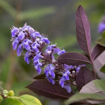 Vitex agnus-castus Flip Side - Sauzgatillo