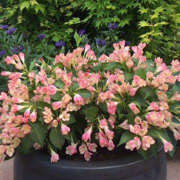 Weigela All Summer Peach - Veigela