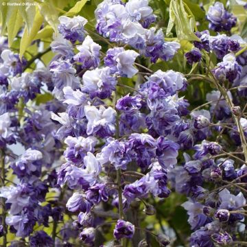 Wisteria venusta Grande Diva Cecilia - Glicina japonesa