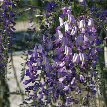 Wisteria floribunda Domino - Glicinia japonesa