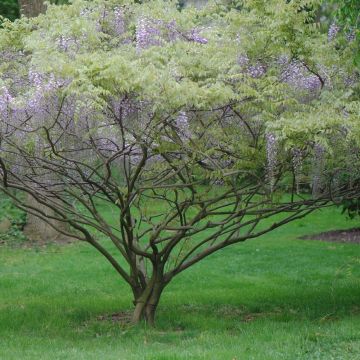 Wisteria formosa - Glicinia