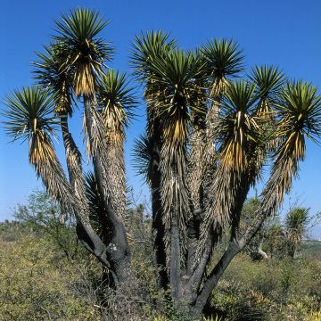 Yucca filifera - Palma china