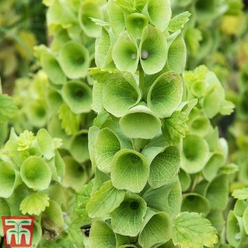 Moluccella laevis Bells of Ireland - Campanas de Irlanda