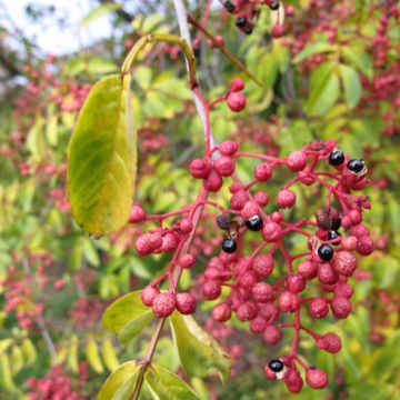 Pimentero japonés - Zanthoxylum simulans