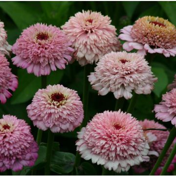 Zinnia Zinderella Lilac