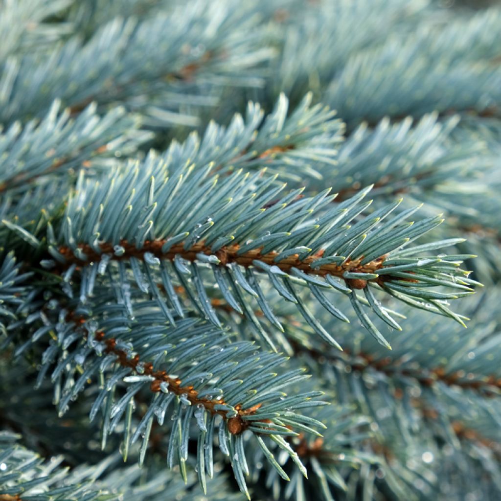 Picea pungens Karpaten - Pícea de Colorado