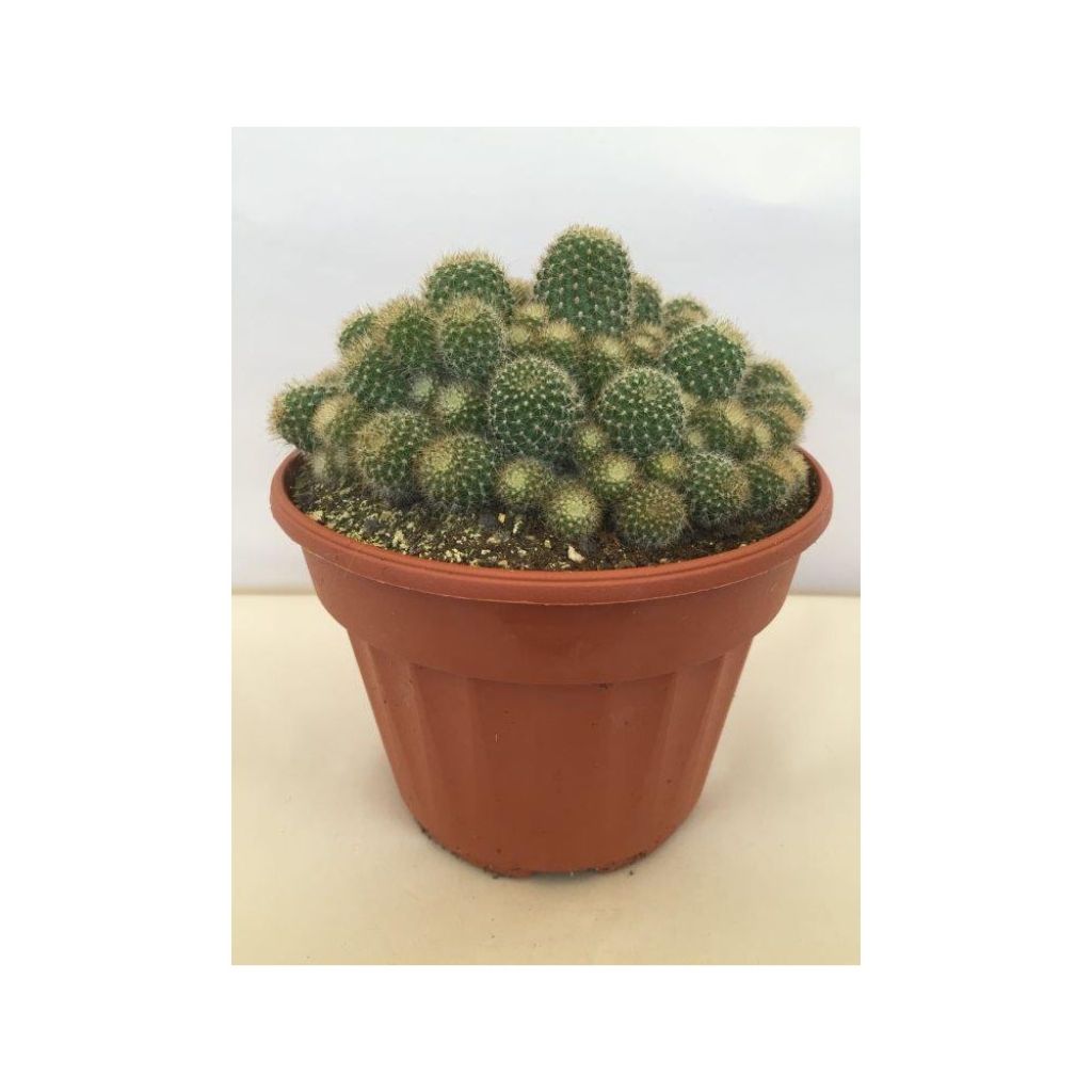 Rebutia sp.