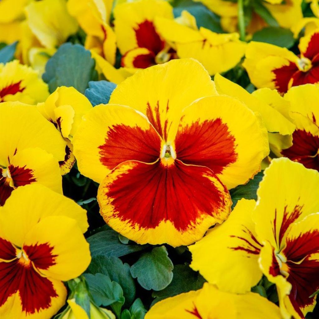 Viola Prim Up Yellow Red Blotch (x16) - Violeta