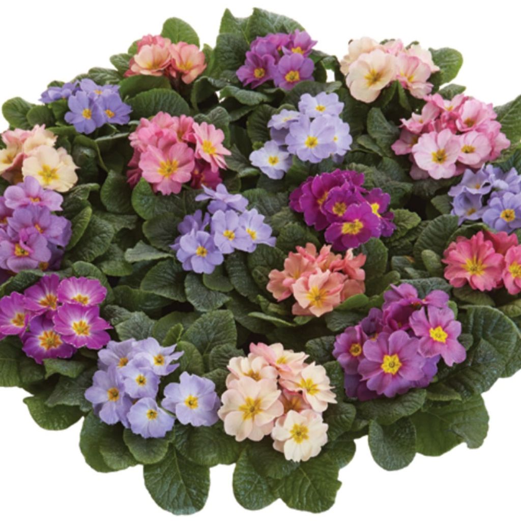 Primula vulgaris Provence Mix