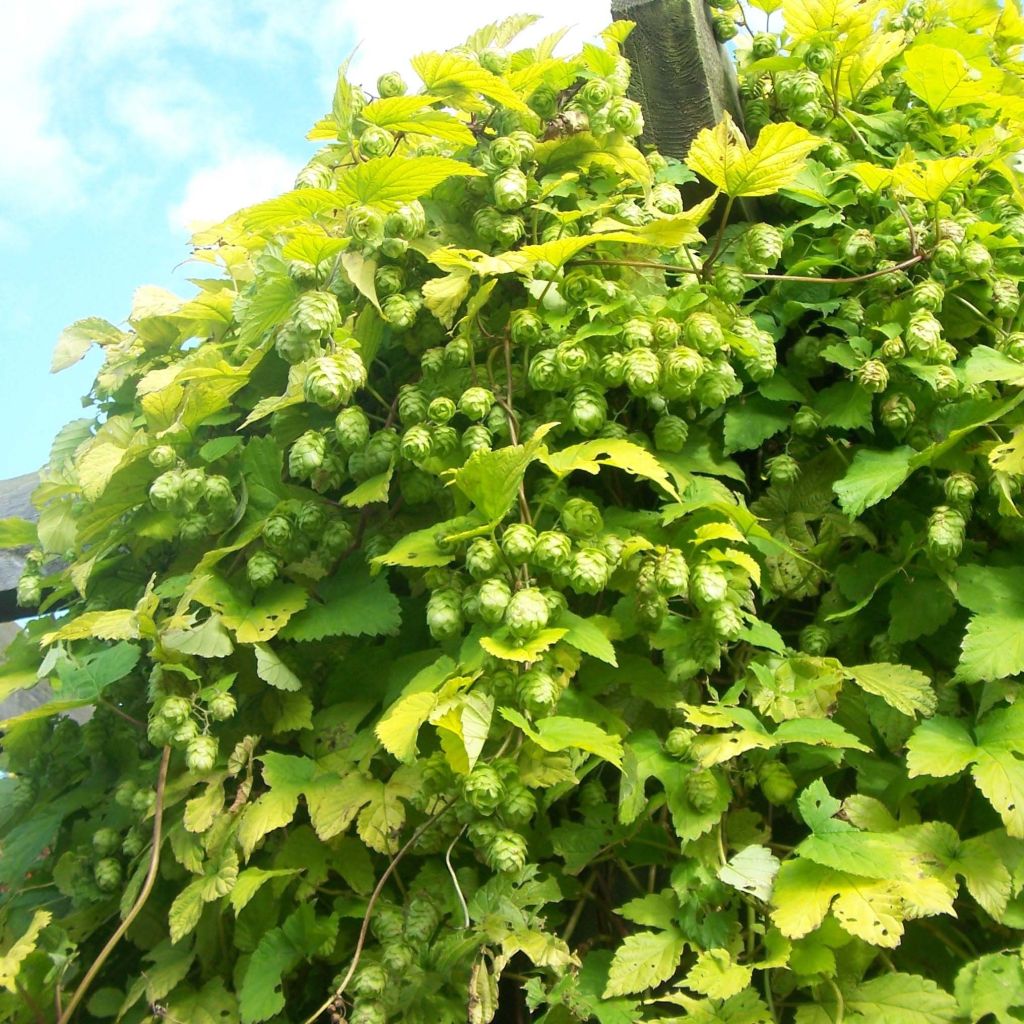 Humulus lupulus Bio - Ferme de Sainte Marthe - Lúpulo