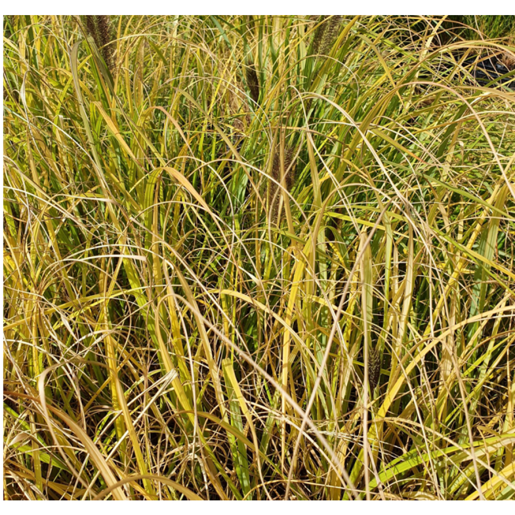 Pennisetum alopecuroïdes Lepage Gold