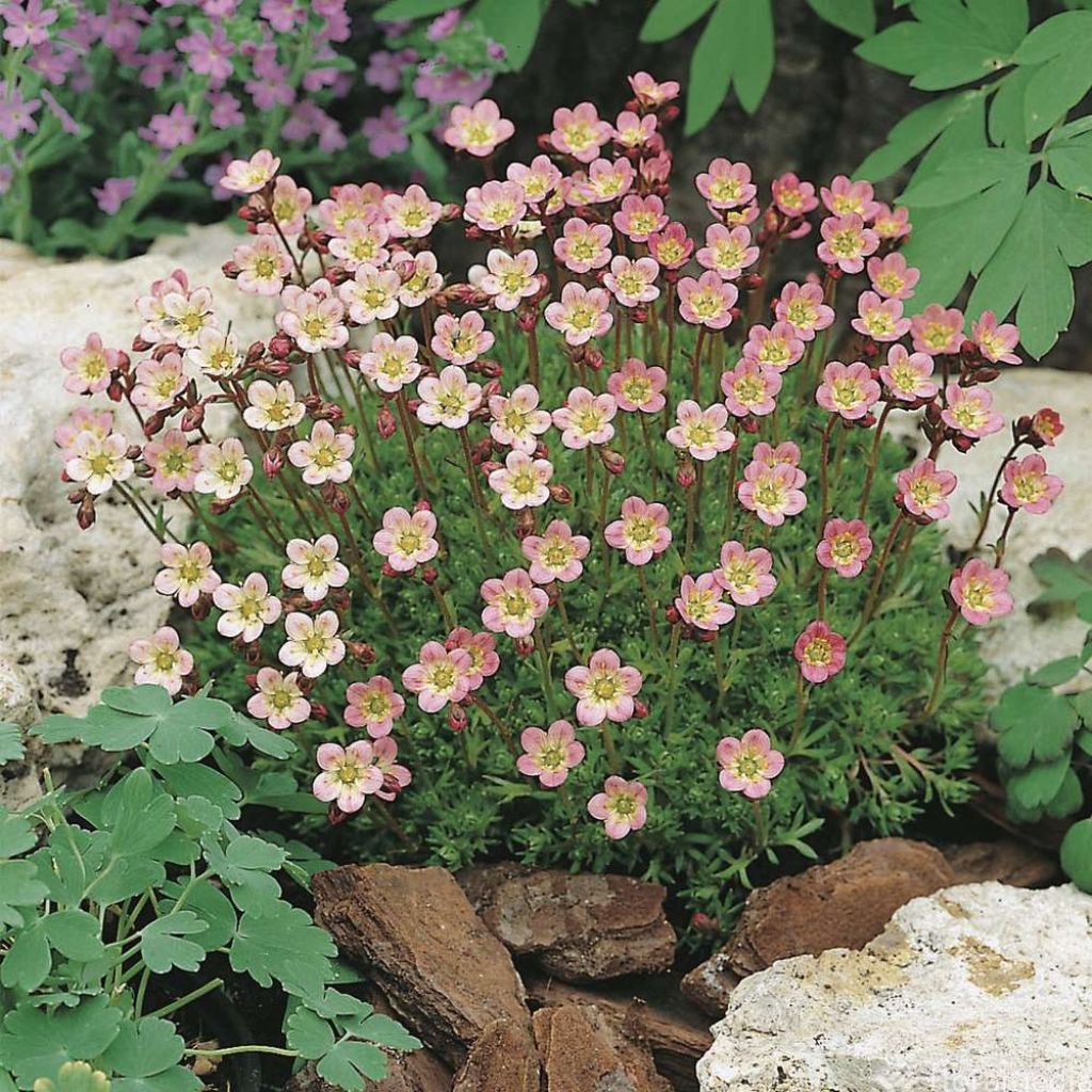 Saxifraga arendsii Compactum - Saxífraga