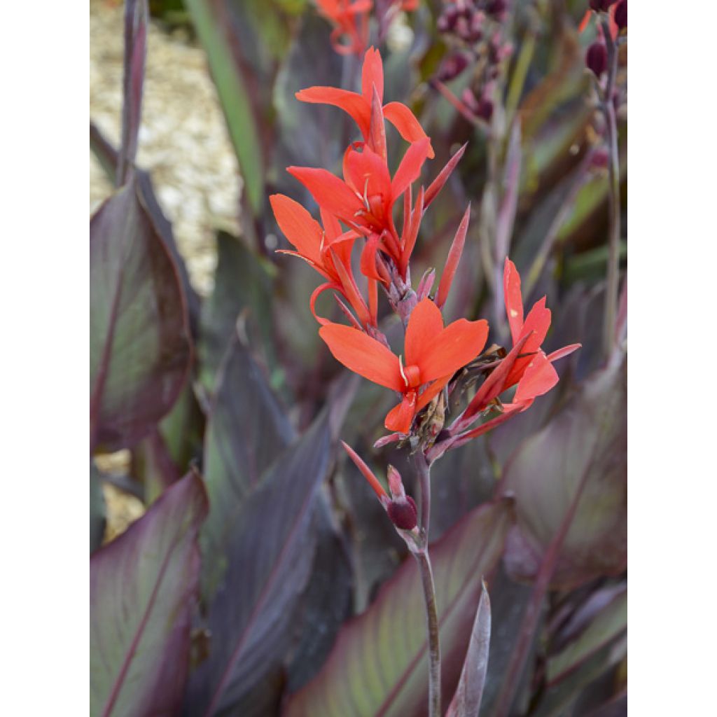 Canna Ibis - Caña de las Indias