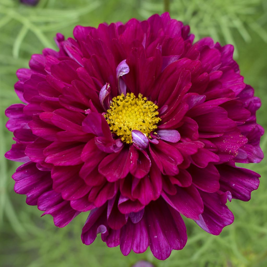 Cosmos bipinnatus Cranberries