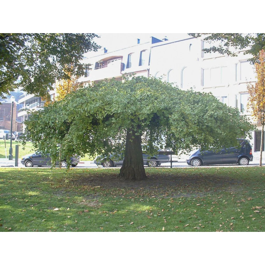 Gingo biloba Pendula - Árbol sagrado