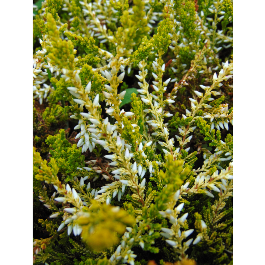 Calluna vulgaris Sandy - Brecina