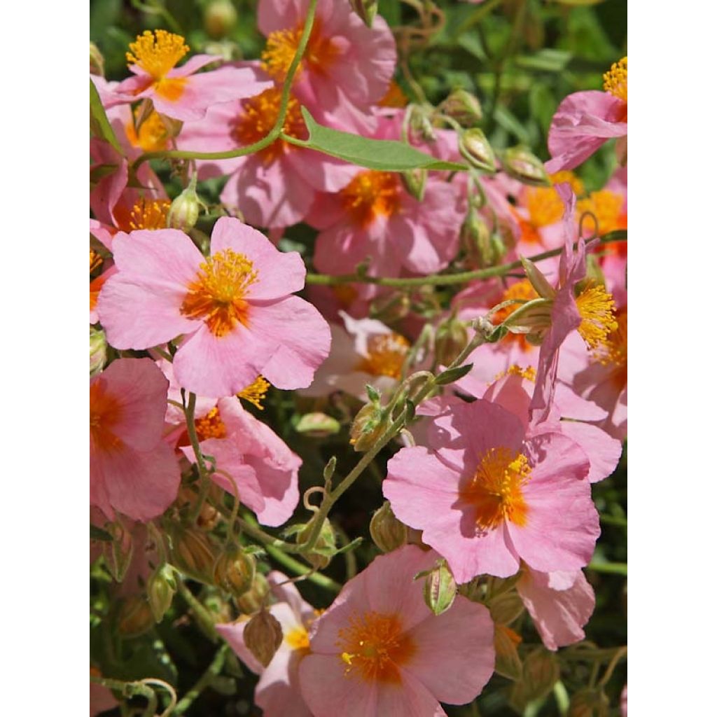 Helianthemum Lawrenson's Pink