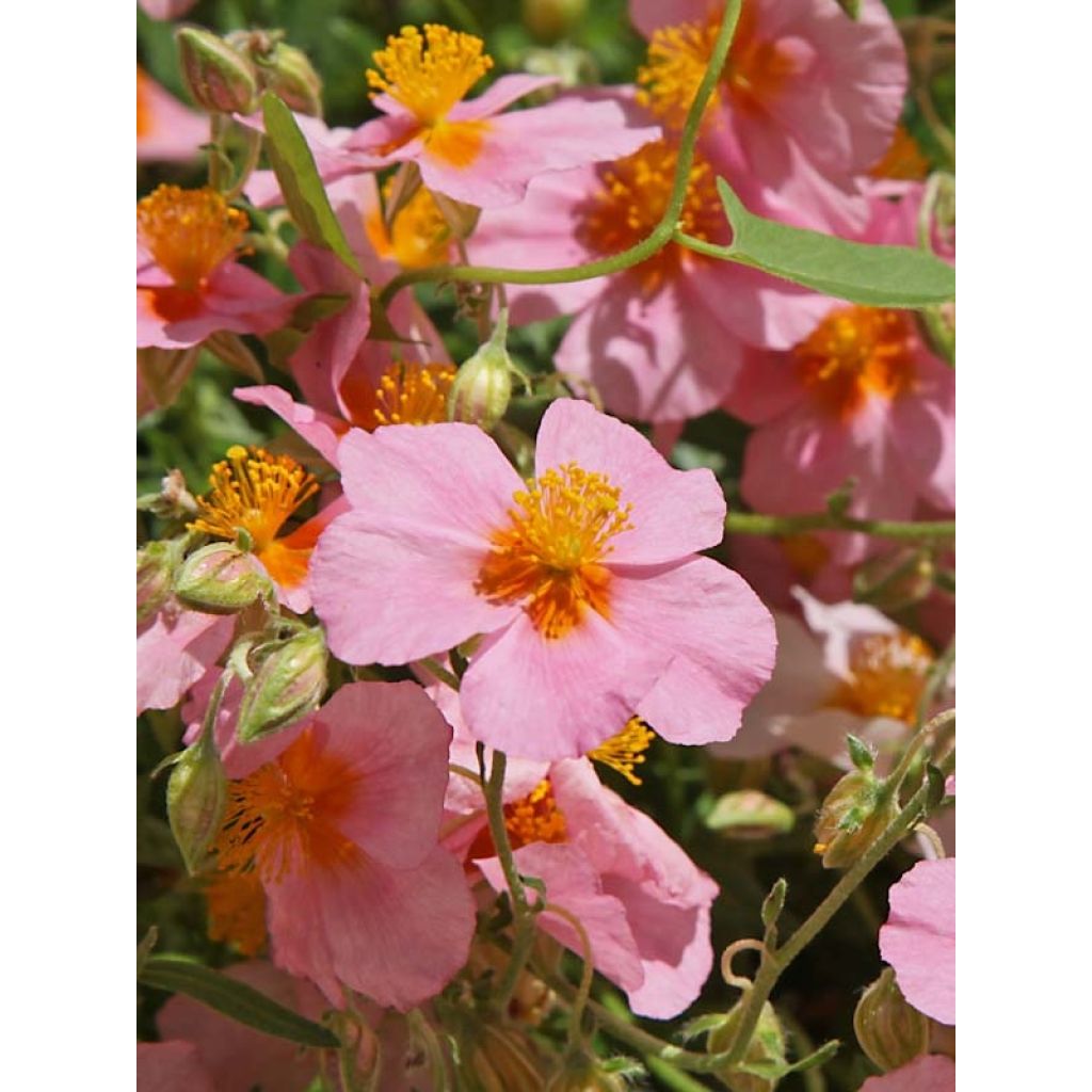 Helianthemum Lawrenson's Pink