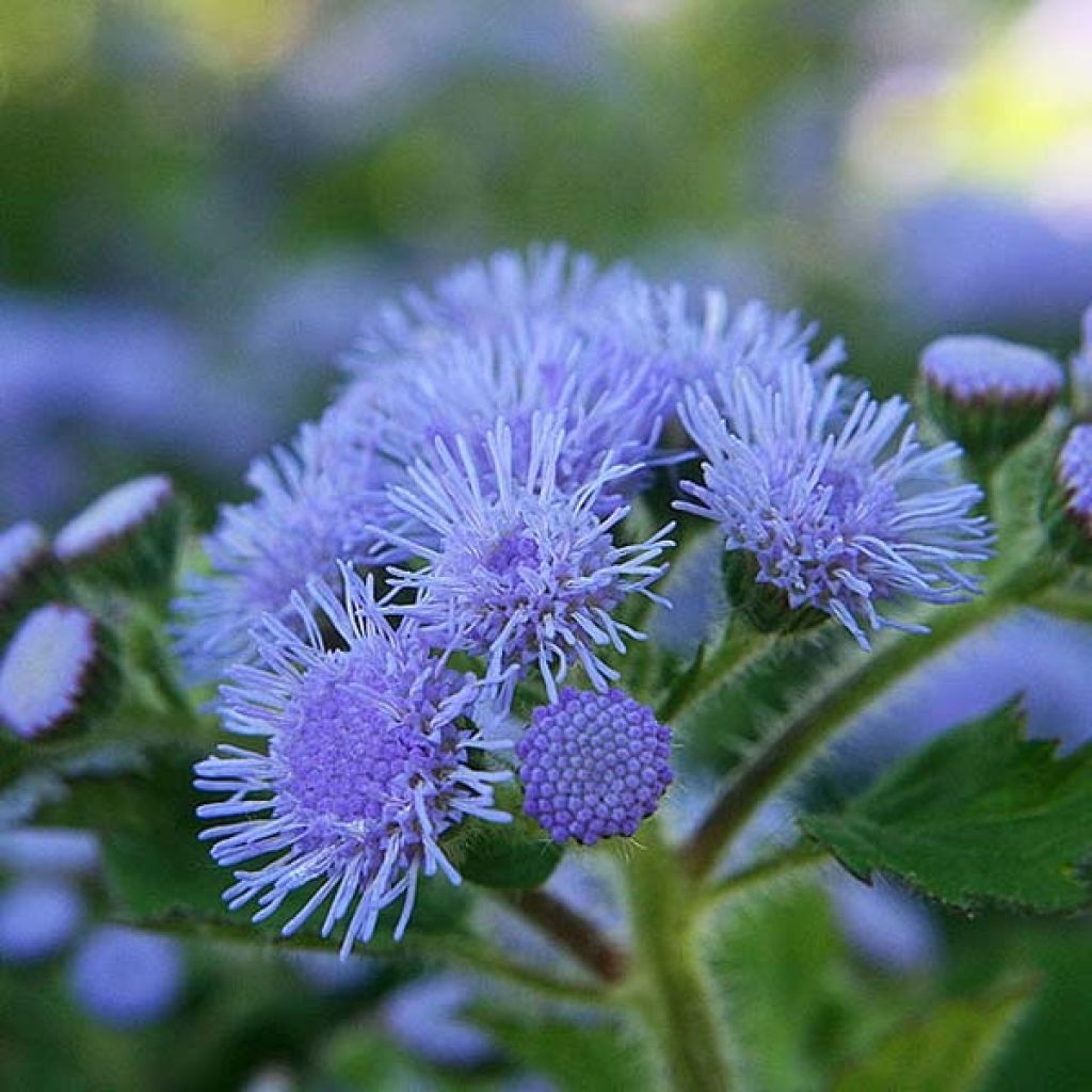 Ageratum houstonianium Sigrid