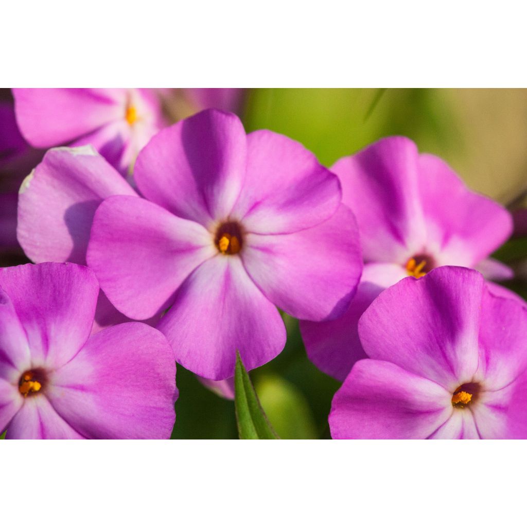 Phlox carolina Bill Baker