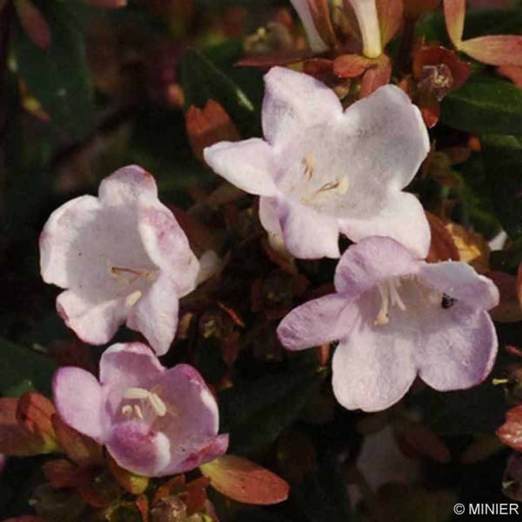 Abelia Petite Garden Minedward