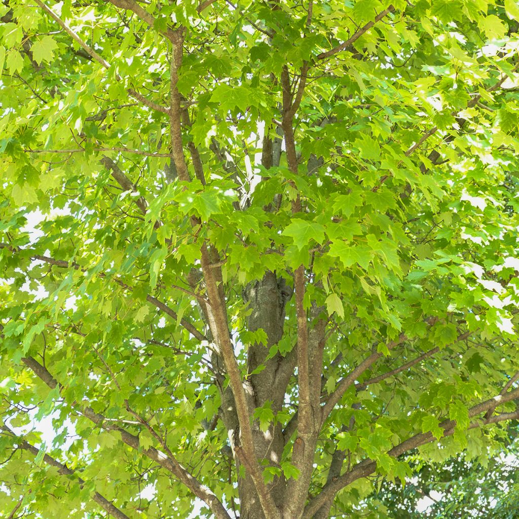 Acer rubrum Sun Valley