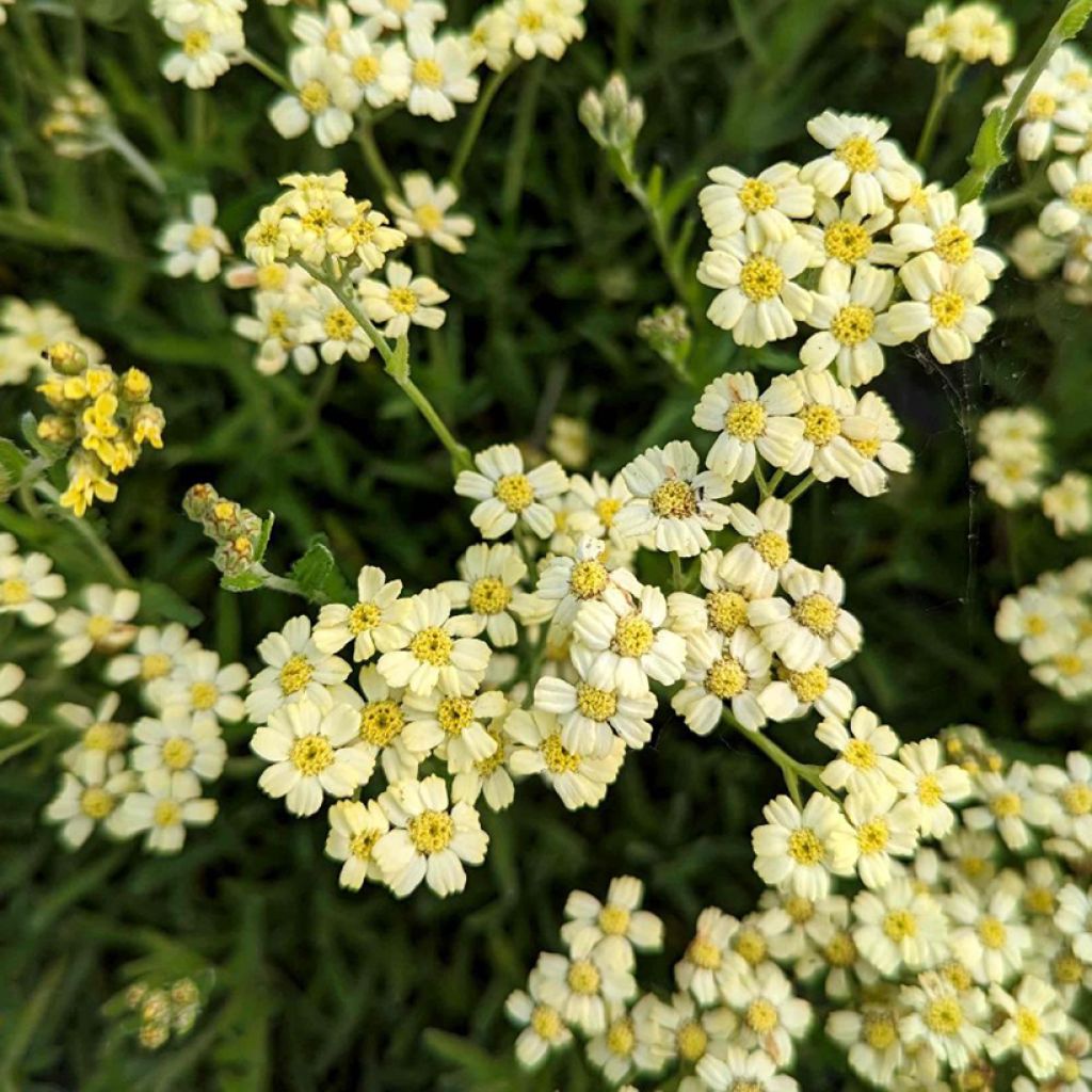 Achillea King Edward - Milenrama