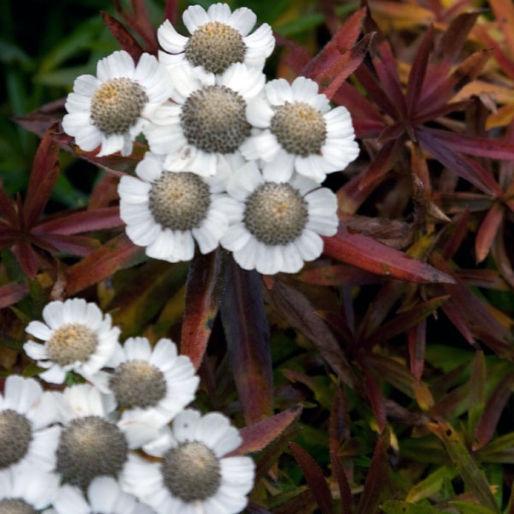 Achillée - Achillea ptarmica Nana Compacta