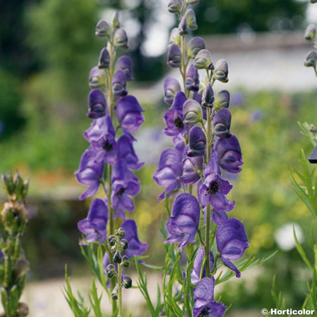 Aconite bleu - Aconitum Napellus