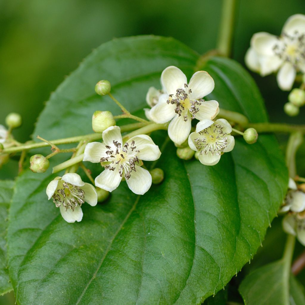 Mini kiwi Romeo - Actinidia arguta