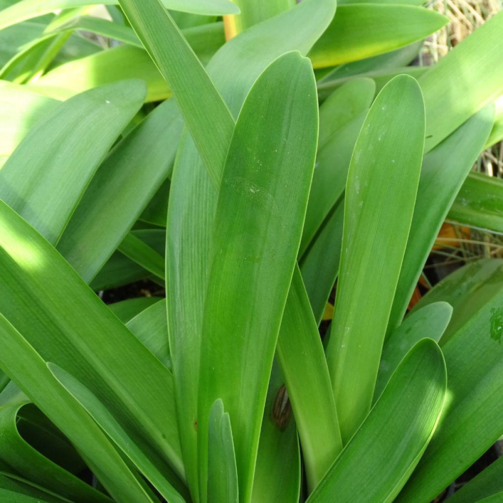 Agapanthe Full Moon - Agapanthus praecox subsp. orientalis