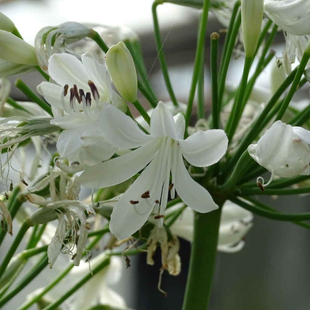 Agapanthe hybride Vallée de la Sarthe