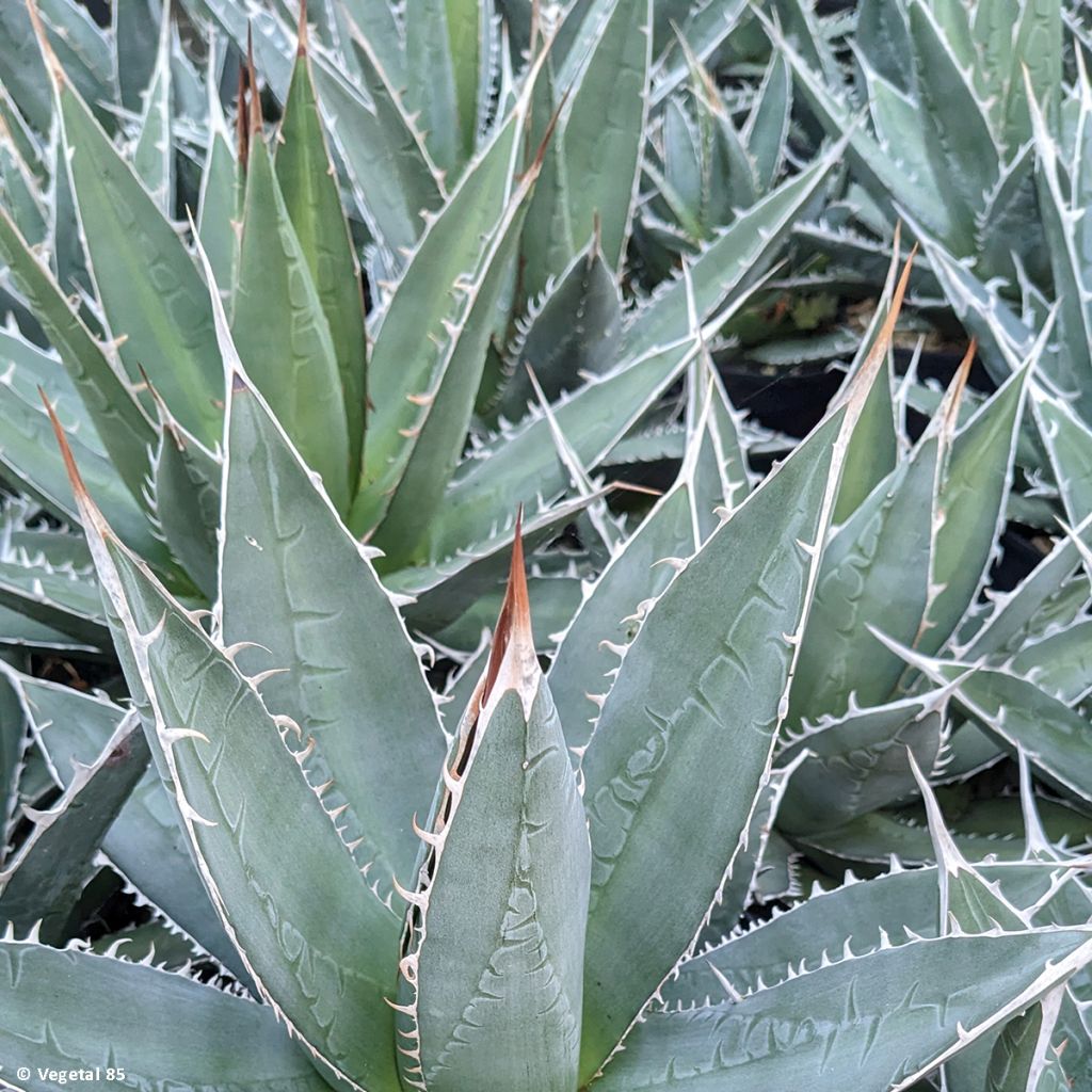 Agave kerchovei