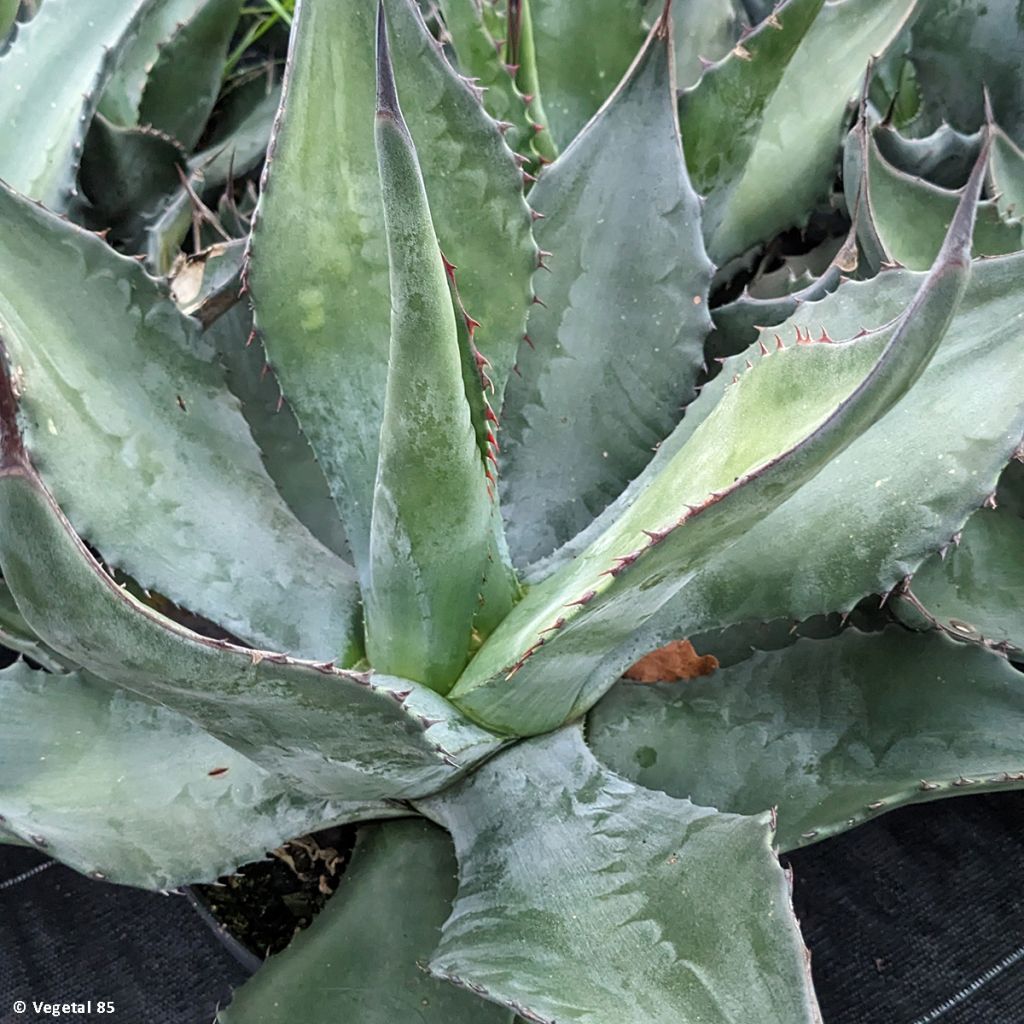 Agave salmiana