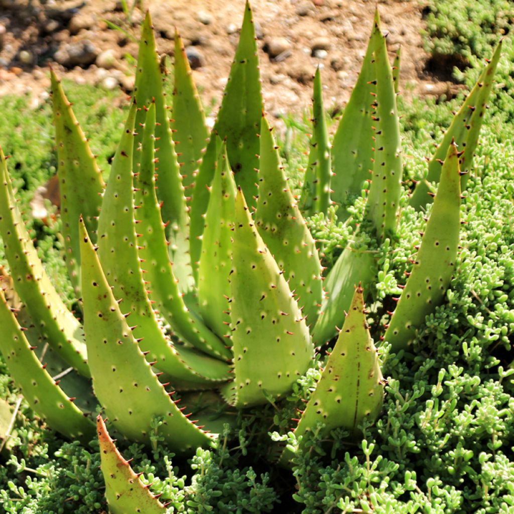 Aloe ferox