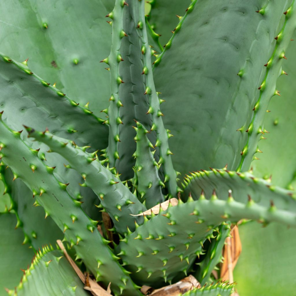 Aloe ferox