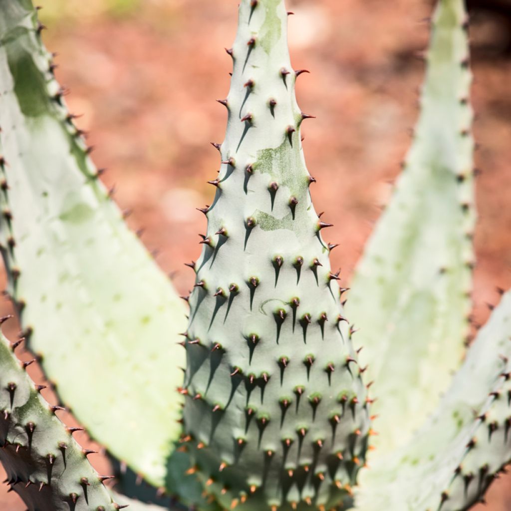 Aloe ferox