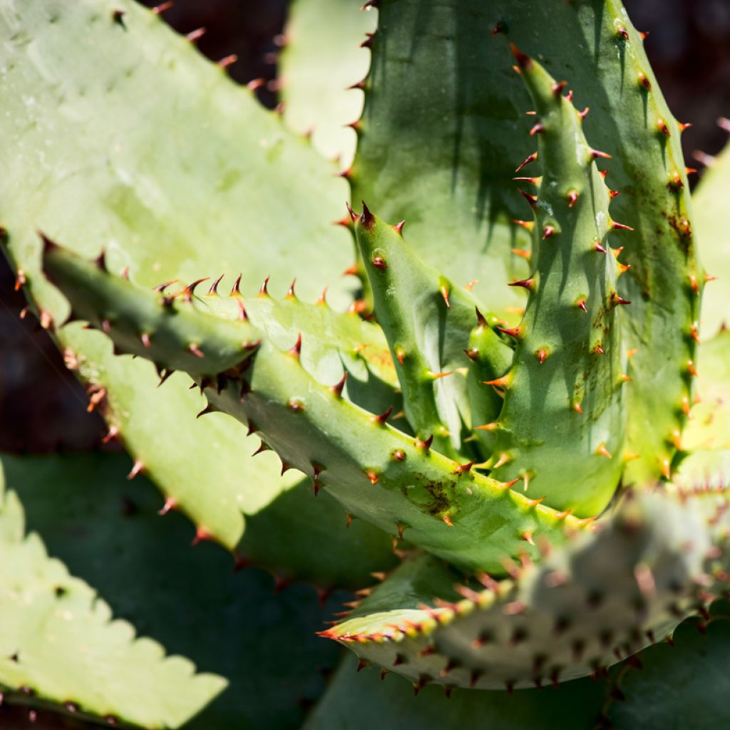 Aloe ferox