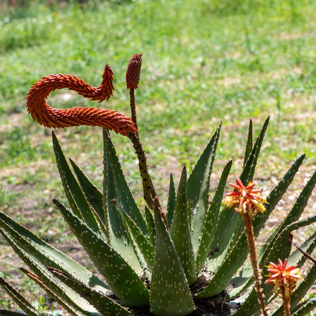 Aloe ferox