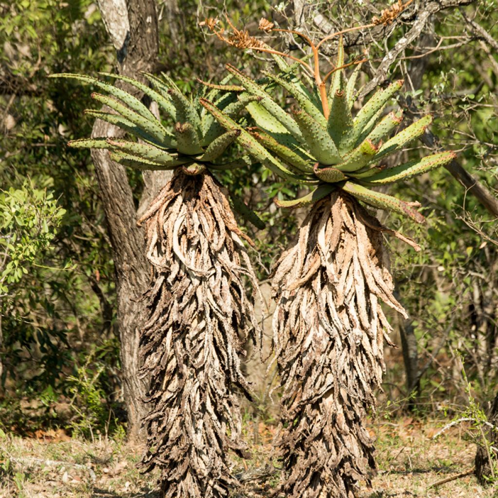 Aloe ferox