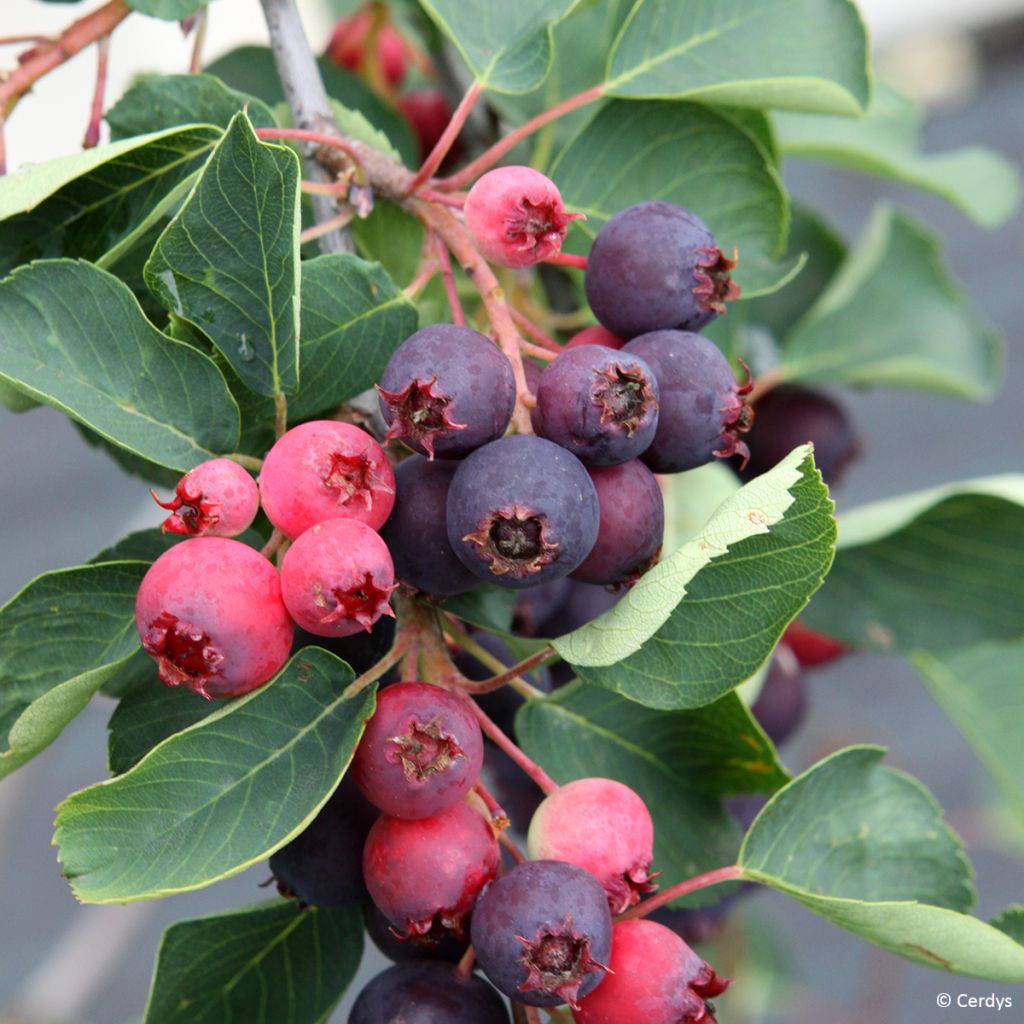 Guillomo de Saskatchewan Martin - Amelanchier alnifolia