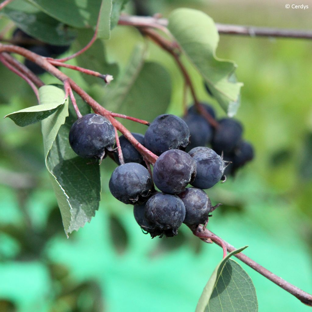 Guillomo de Saskatchewan Saskablue - Amelanchier alnifolia